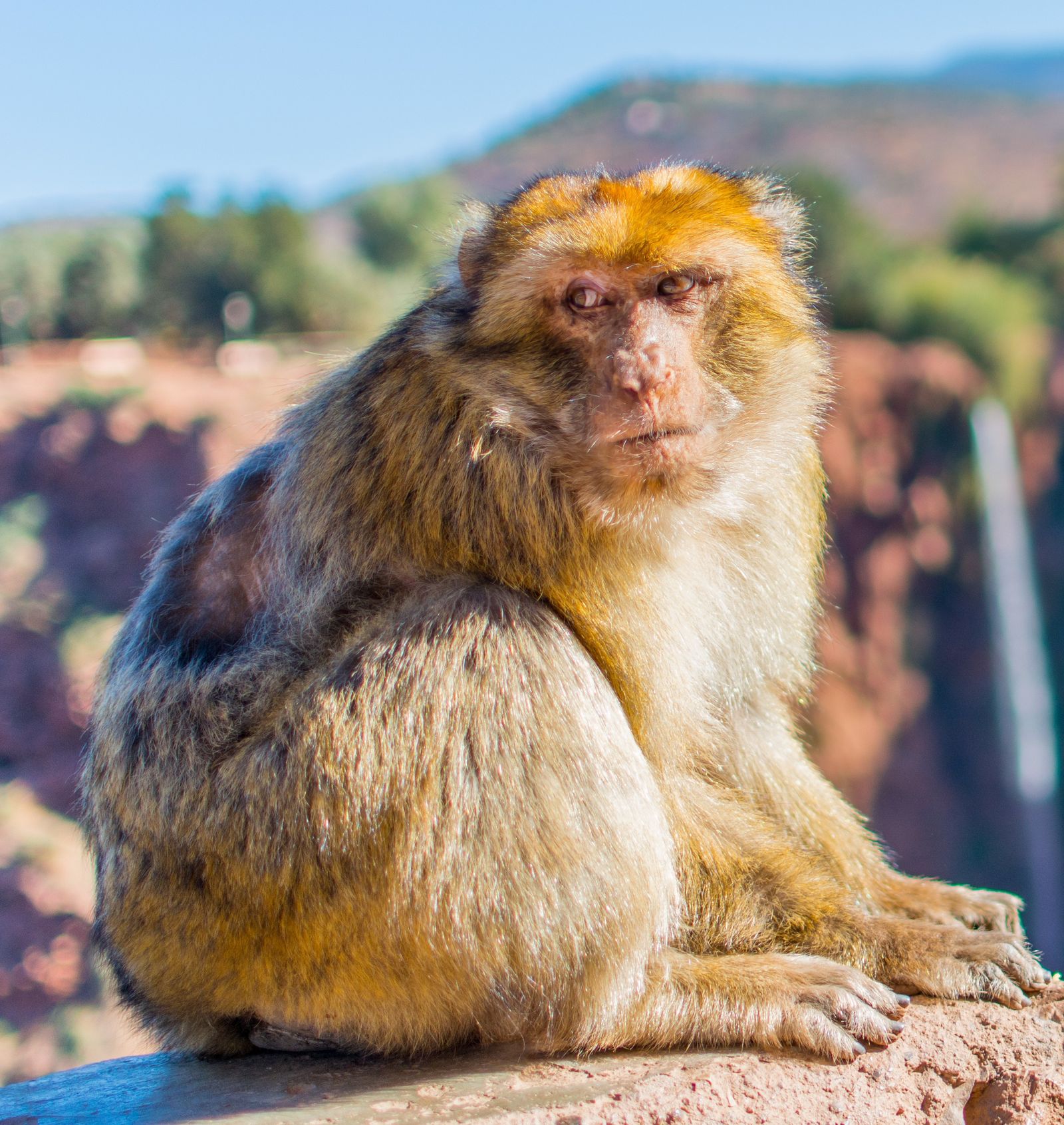 Portrait of a Barbary macaque sitting on a wall above the Ouzoud gorge