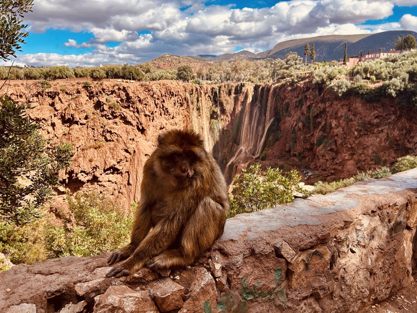 Barbary macaque on a low wall at the edge of the Ouzoud gorge