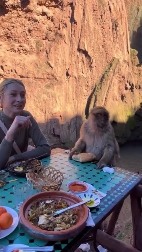 Lunch at Ouzoud, with a macaque nearby