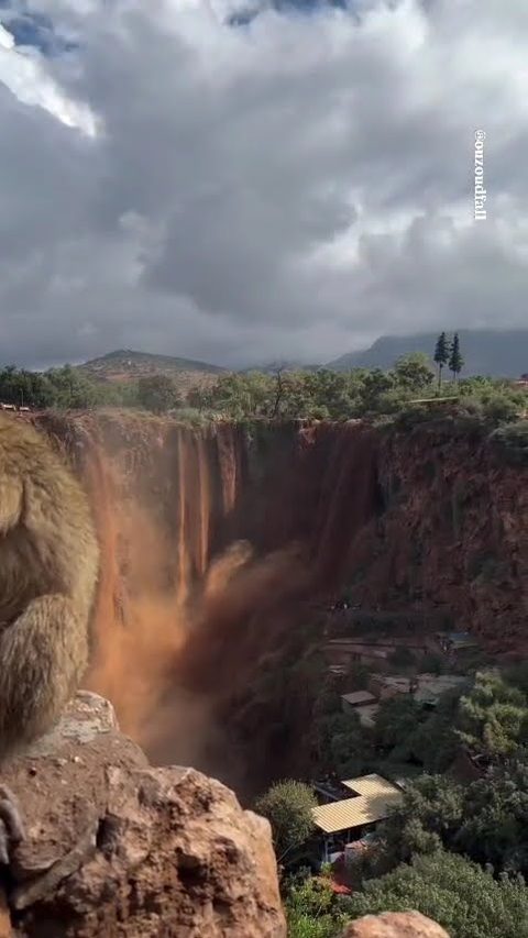 A Barbary macaque above the Ouzoud gorge